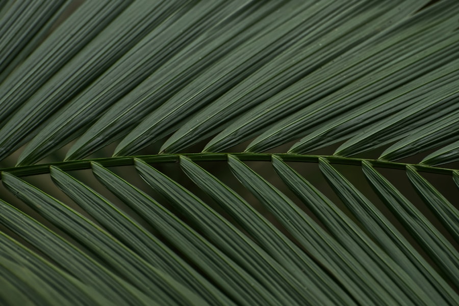 polynesian wayfinding