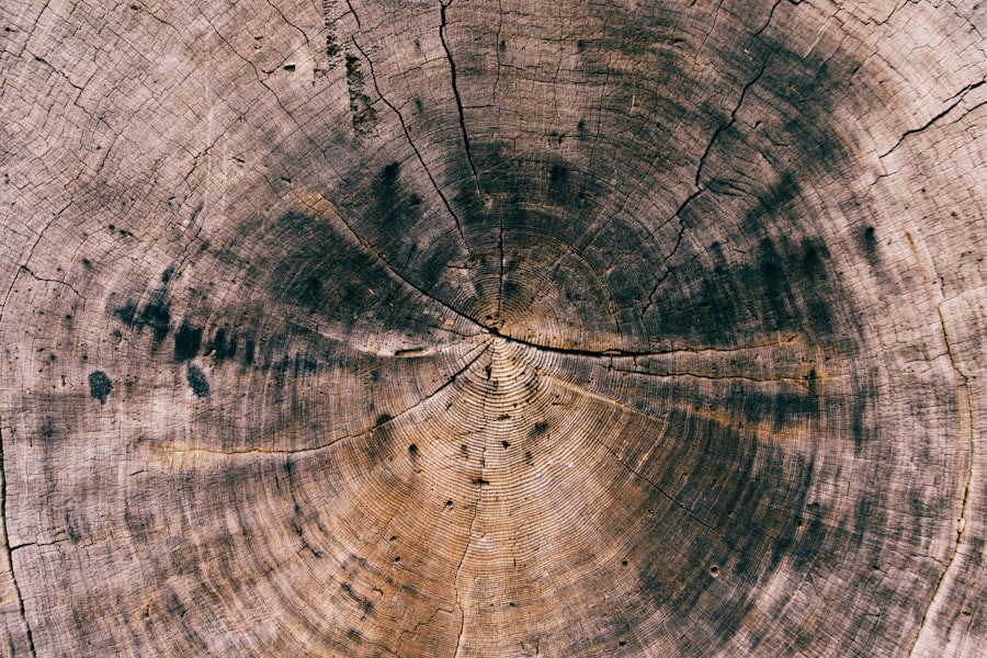 tree rings