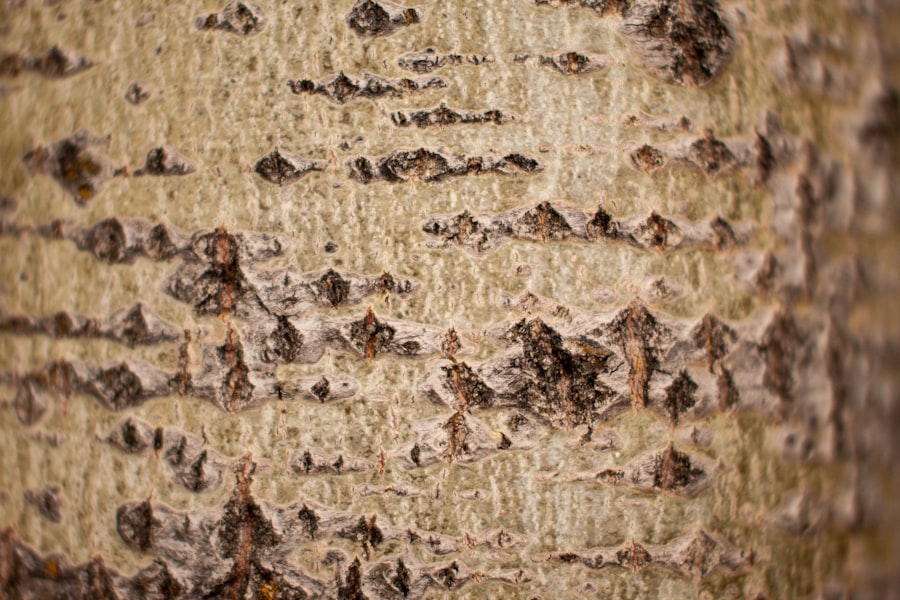 ancient scribe secret writings