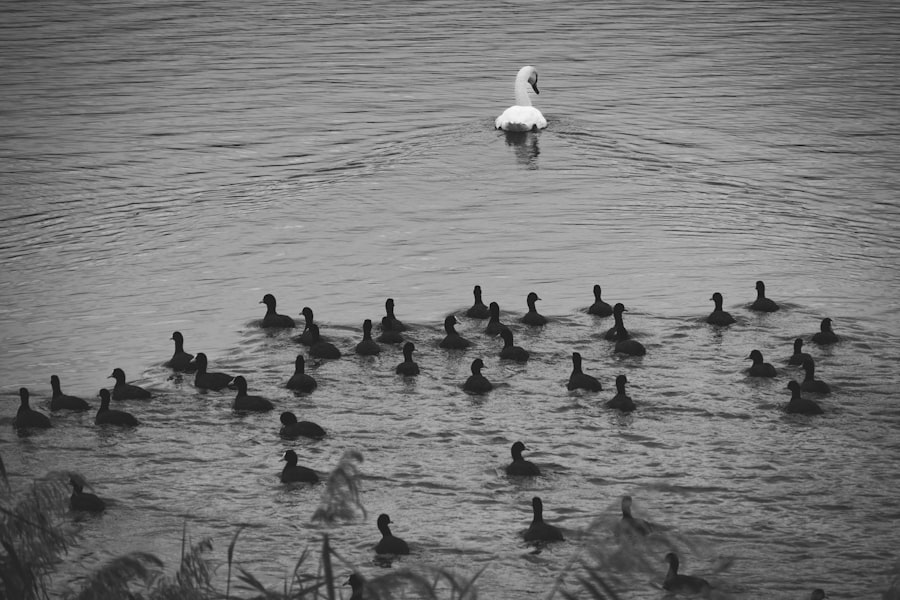 Environmental Migration