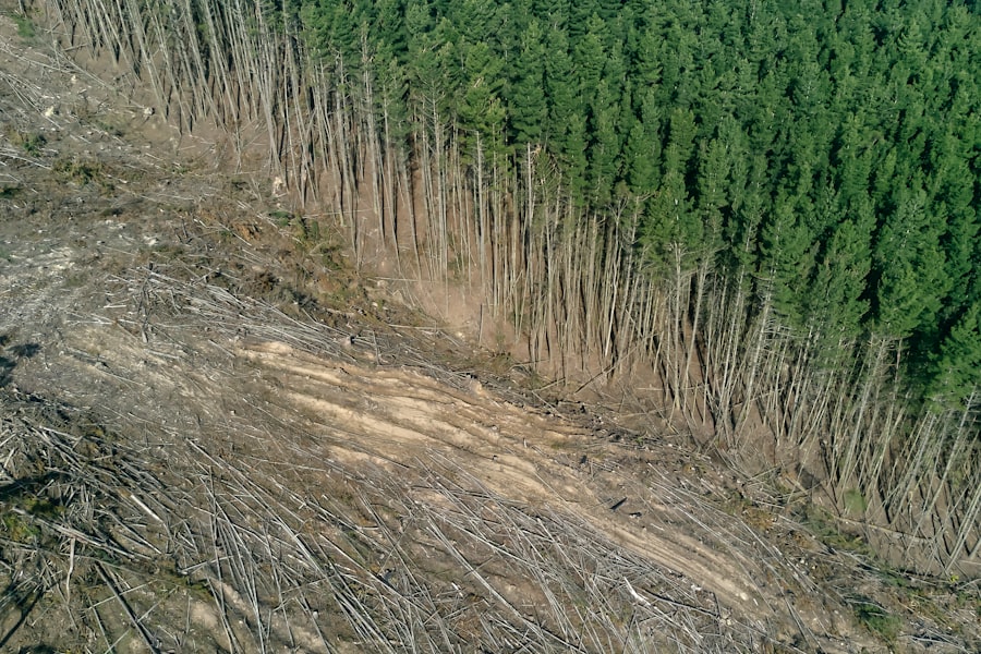 Deforestation Crisis
