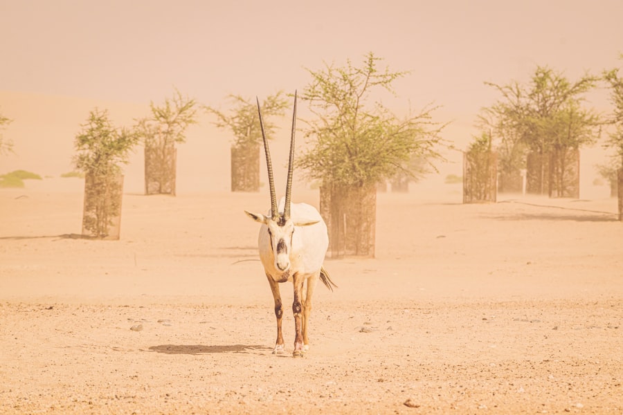 Photo Sudan Conflict