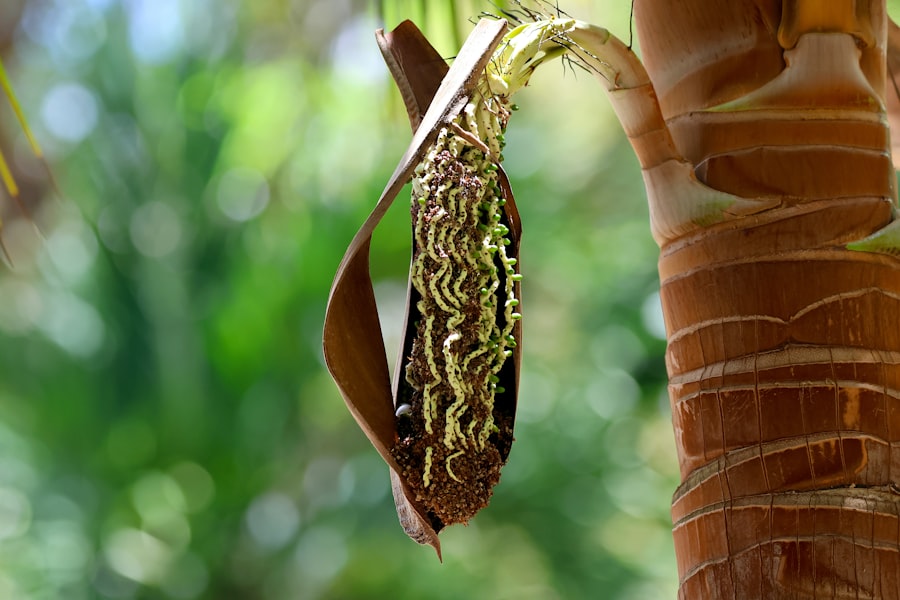 Photo polynesian wayfinding