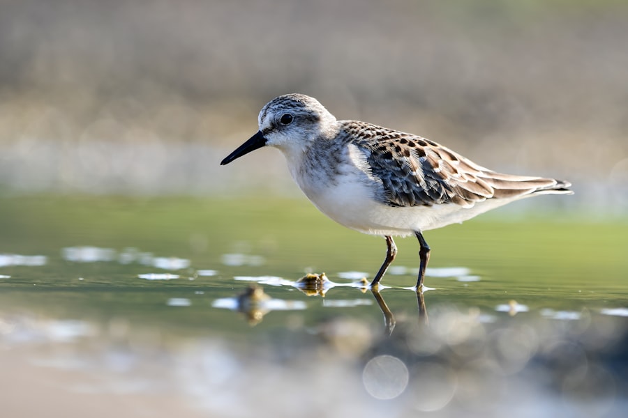 Photo Environmental Migration