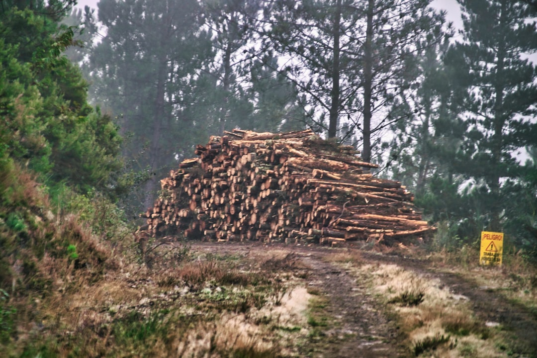 Photo Deforestation Crisis