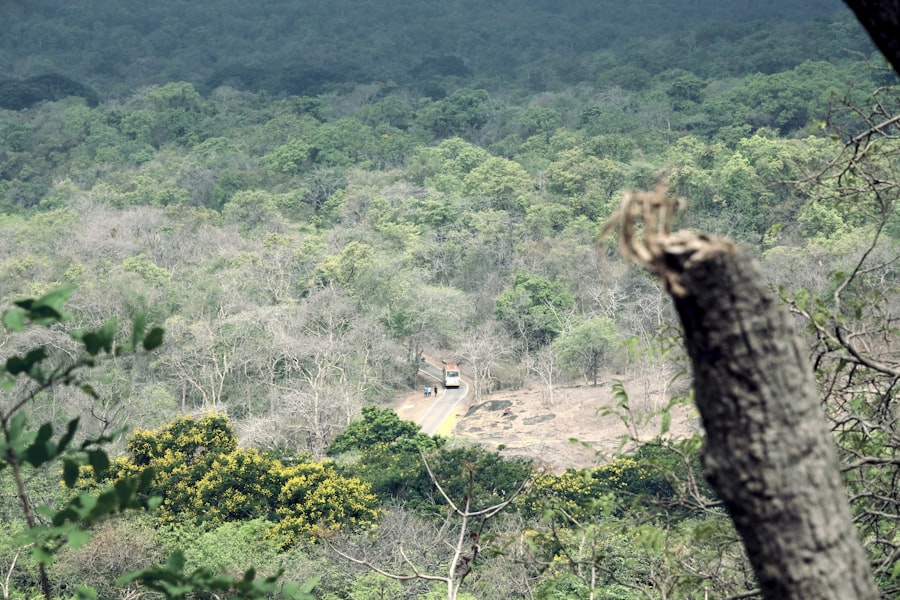 Photo Deforestation Crisis