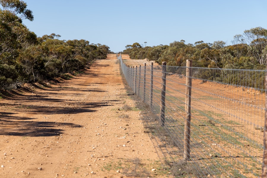 australian migration