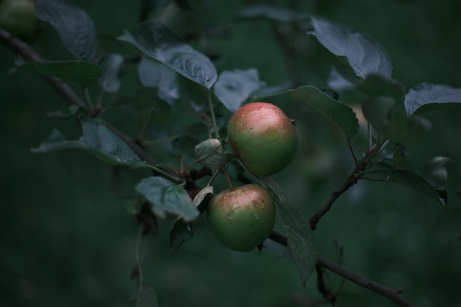isaac newton apple story