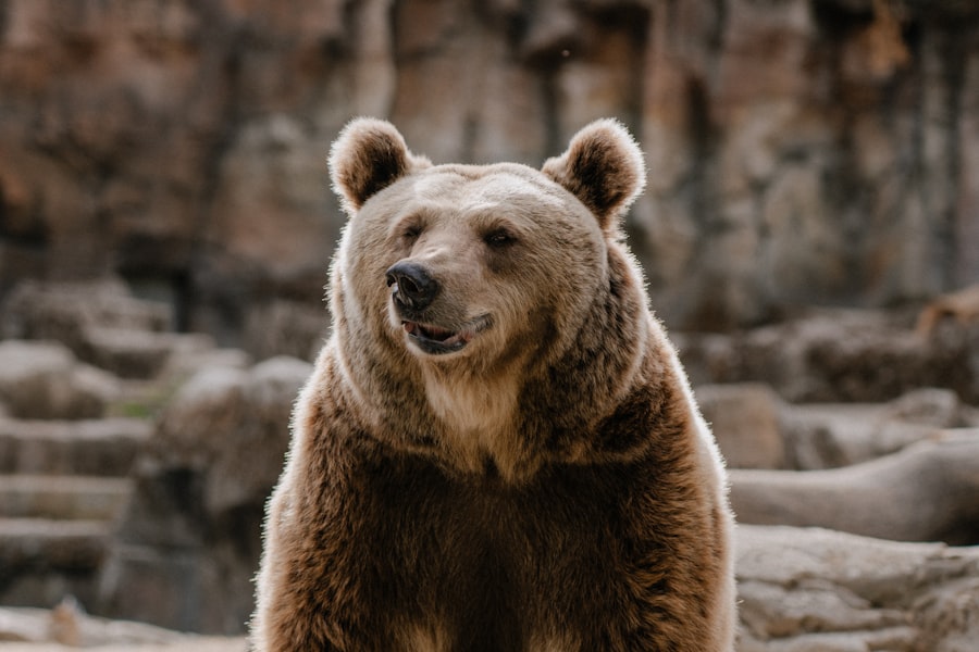 Photo berenstain bears mandela effect