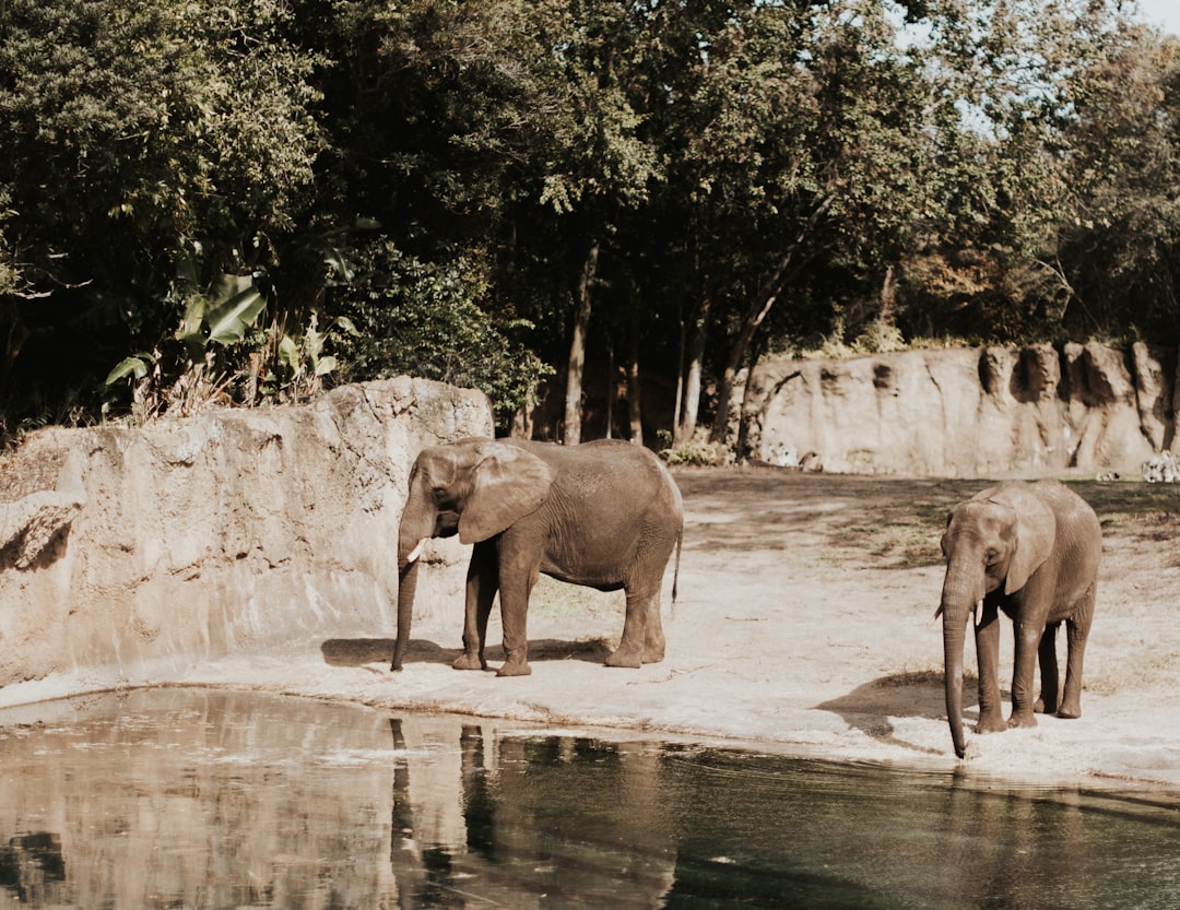 Photo war elephants