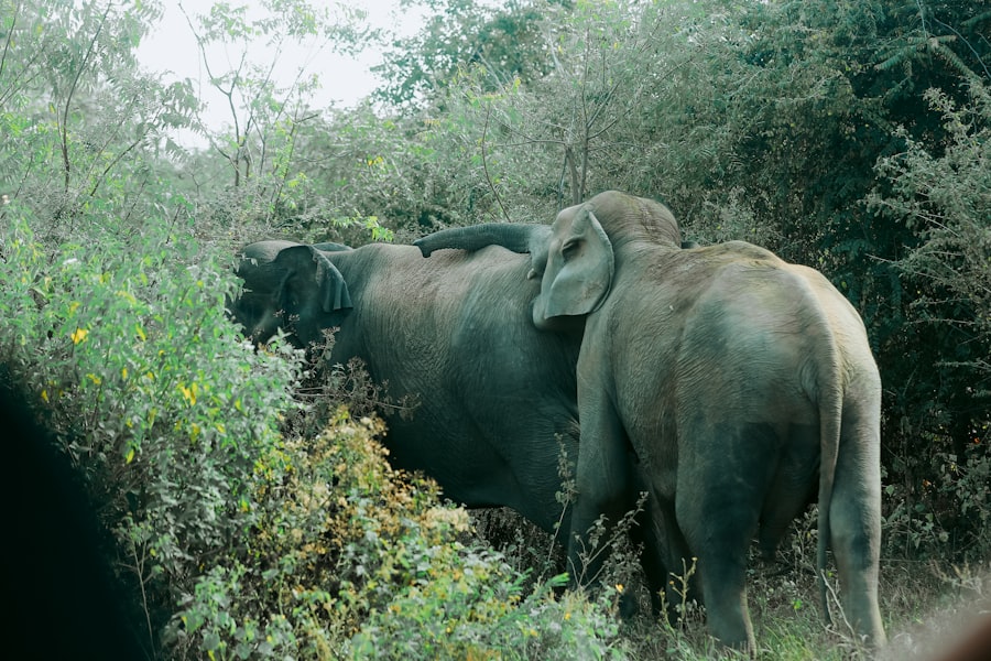 Photo war elephants