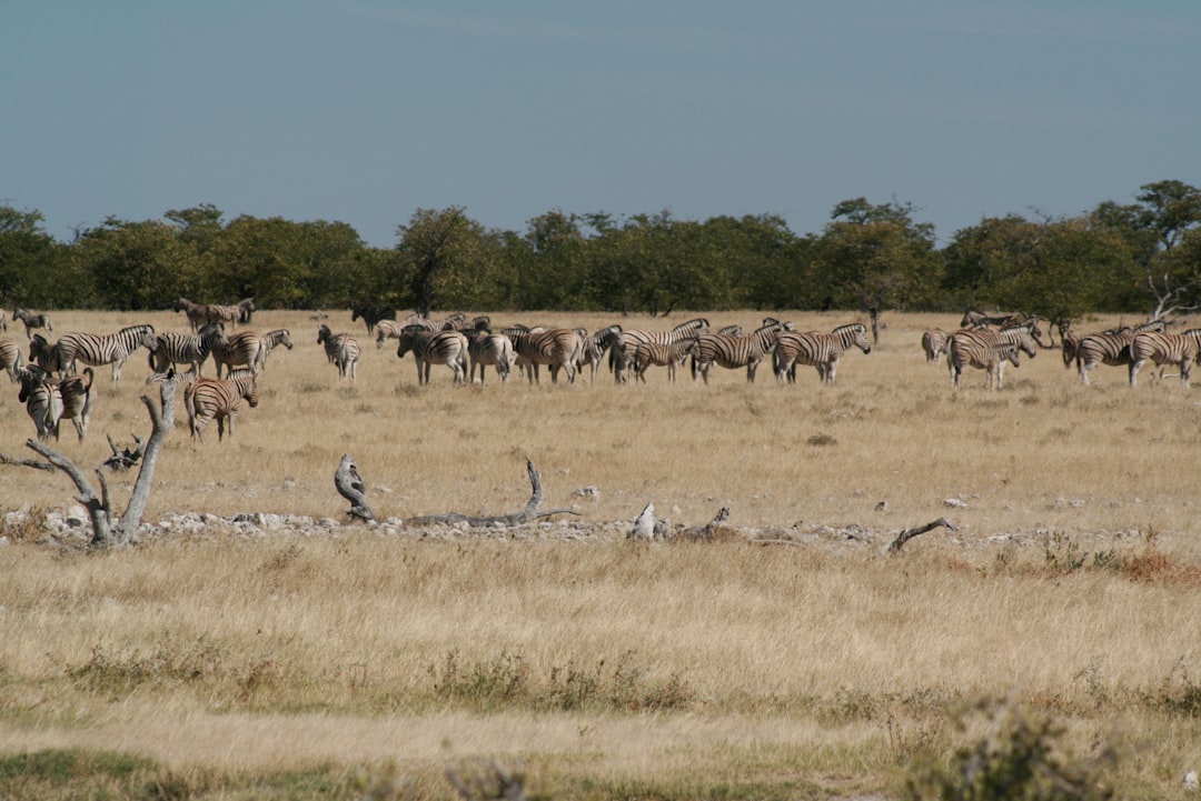 Photo australian migration