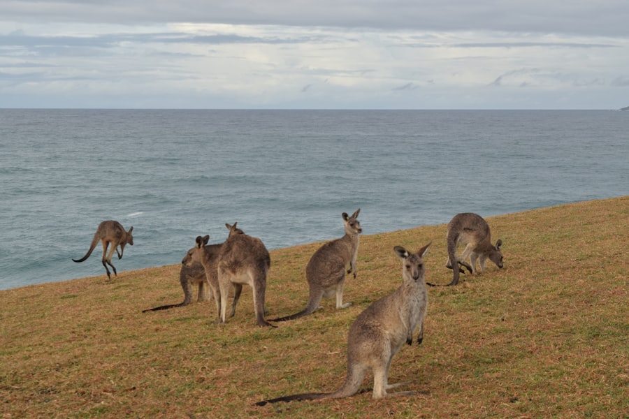 Photo australian migration