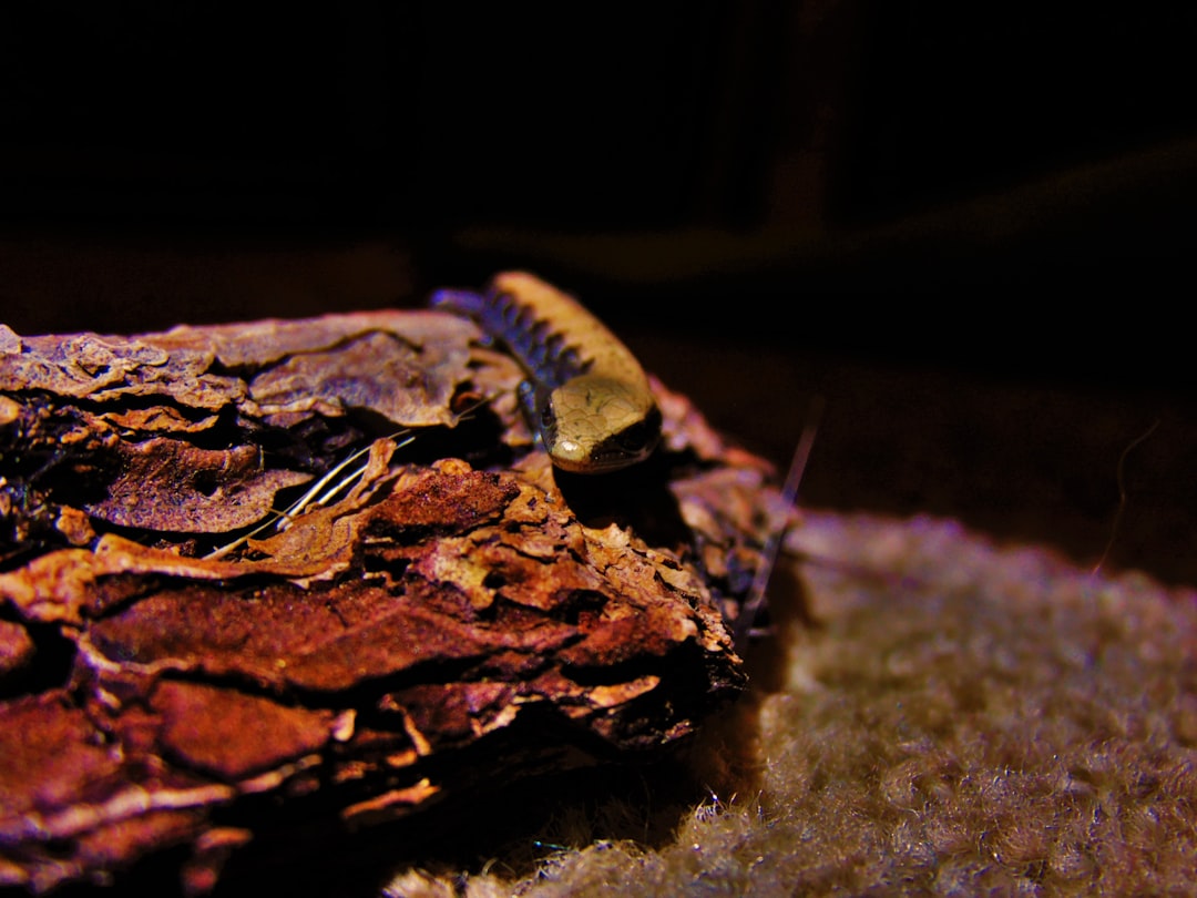 Photo copper deposits