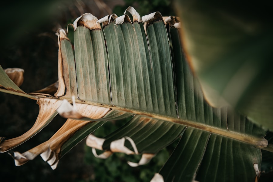 mesoamerican paper bark books