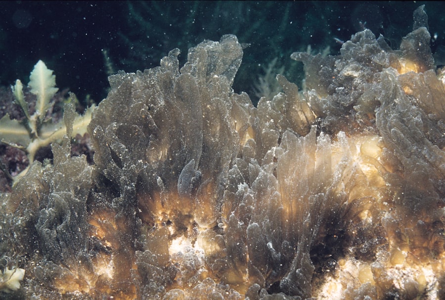 hydrothermal vent origin life