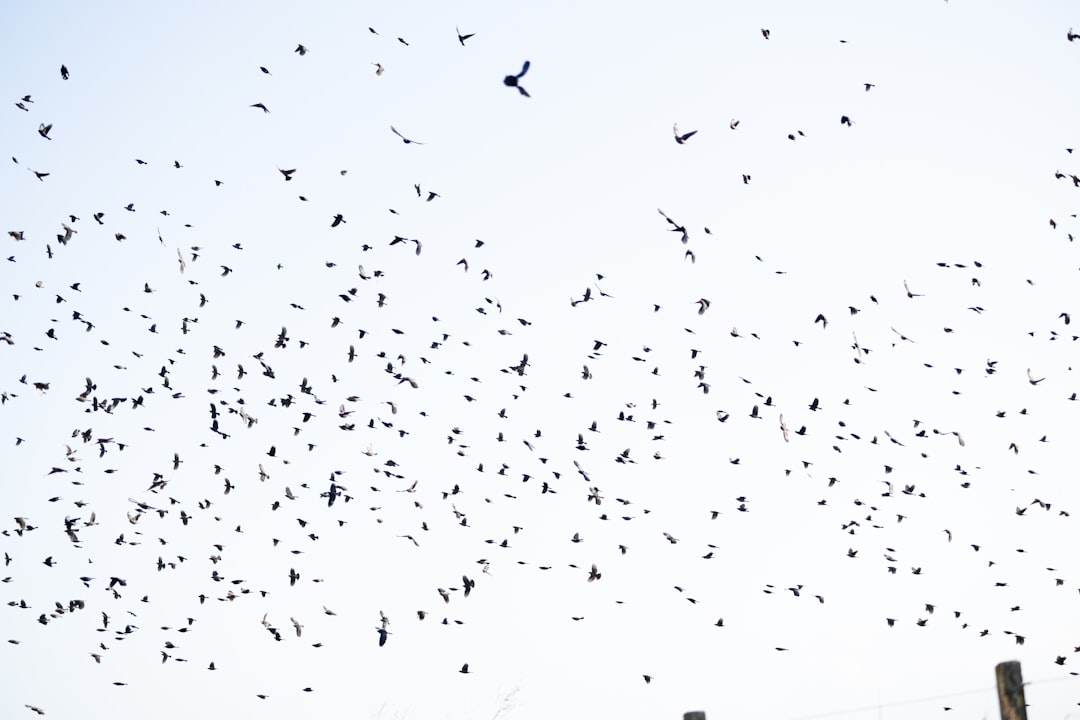 Photo migration patterns