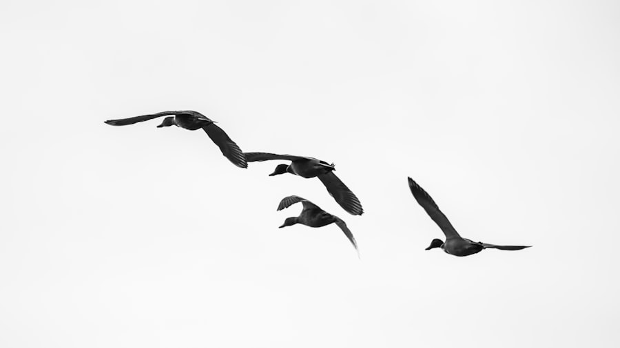 Photo migration patterns