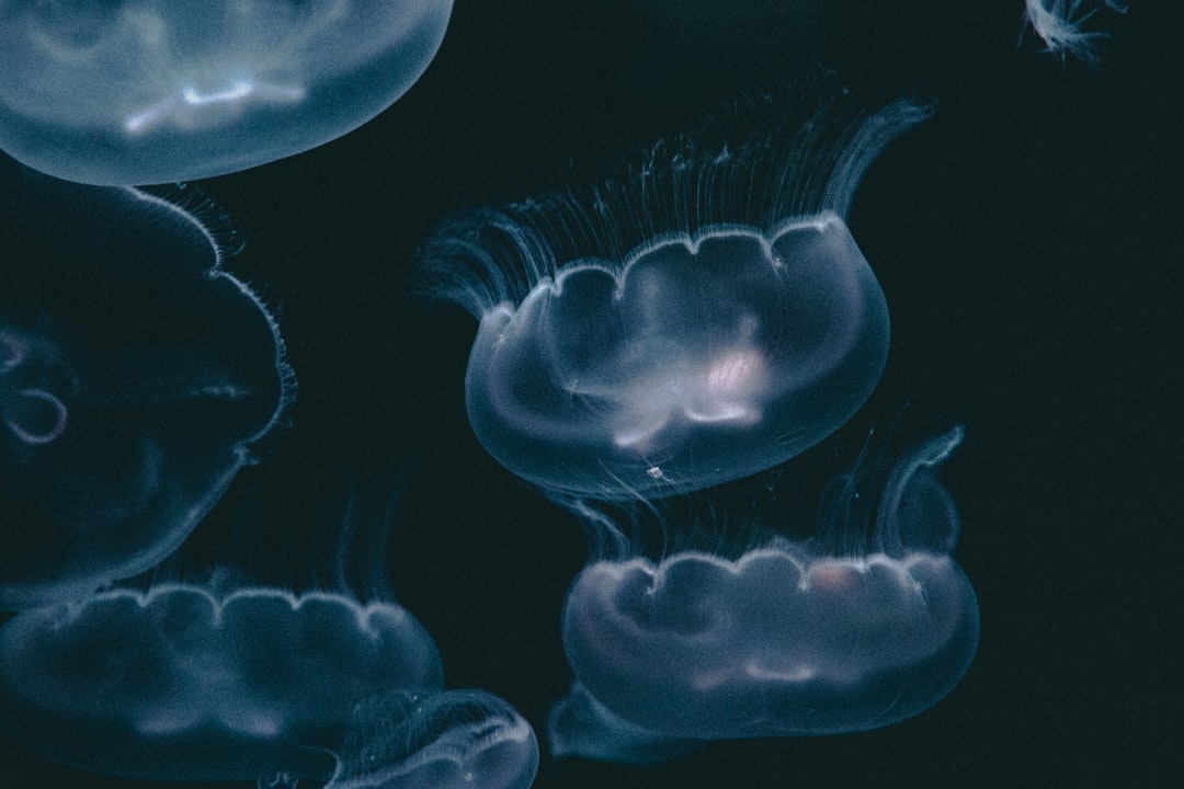 Photo protocells