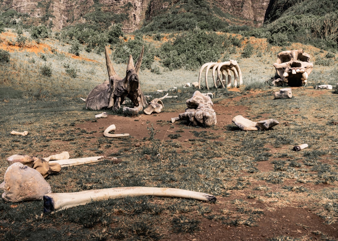 Photo prehistoric inventions