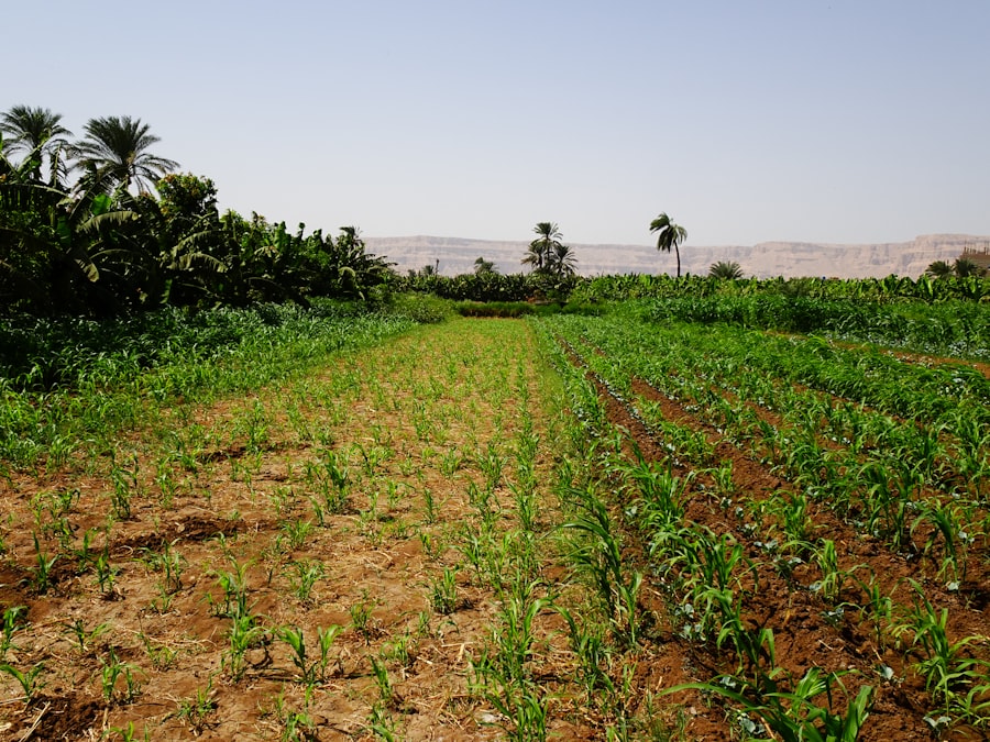Photo agricultural land degradation