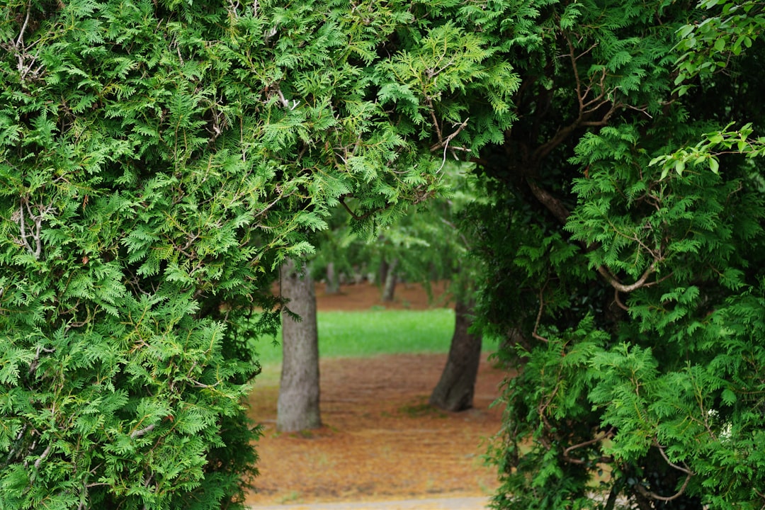 Photo hedging strategies