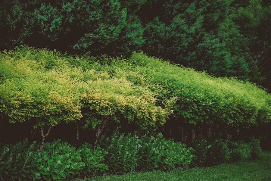 Photo premium hedging