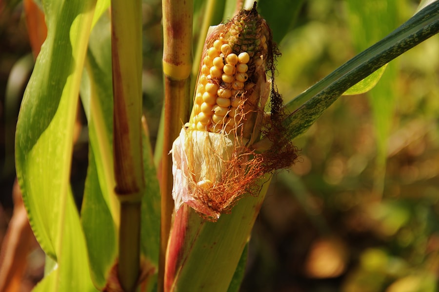 Photo maize domestication