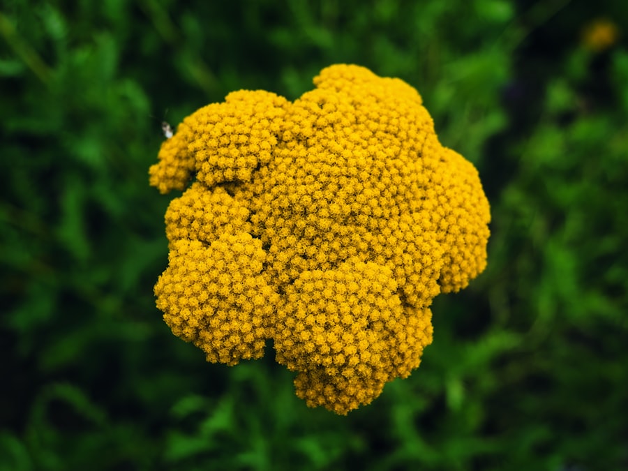 Pollen Evidence Reveals Tree Line Expansion North