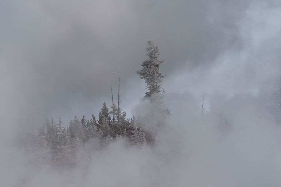 Yellowstone forecast