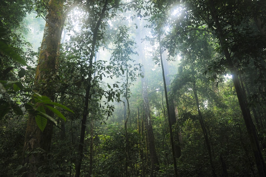 Amazon rainforest