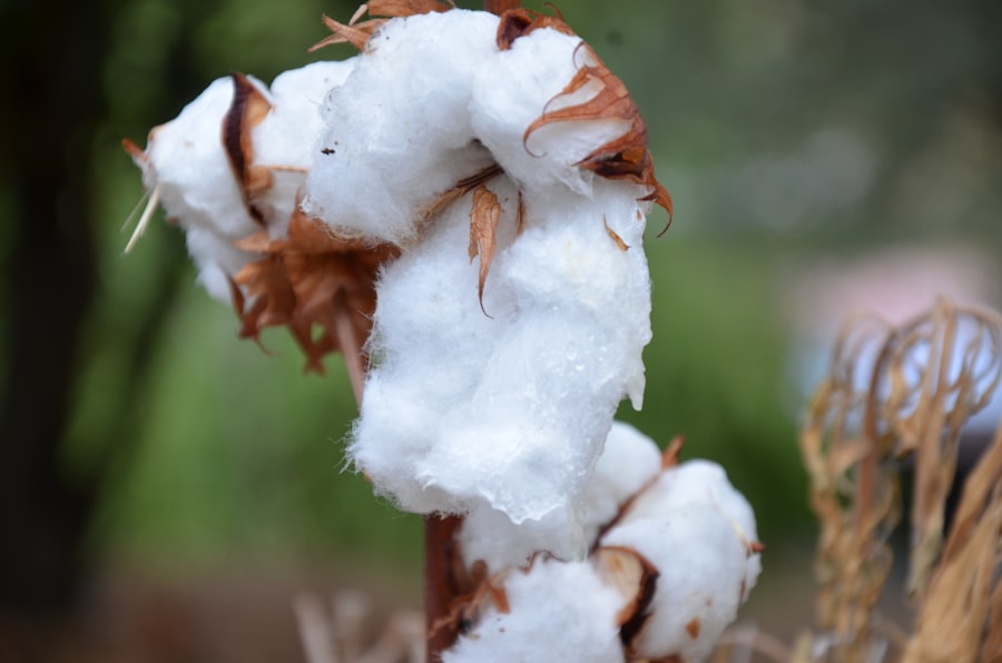 cotton toxins