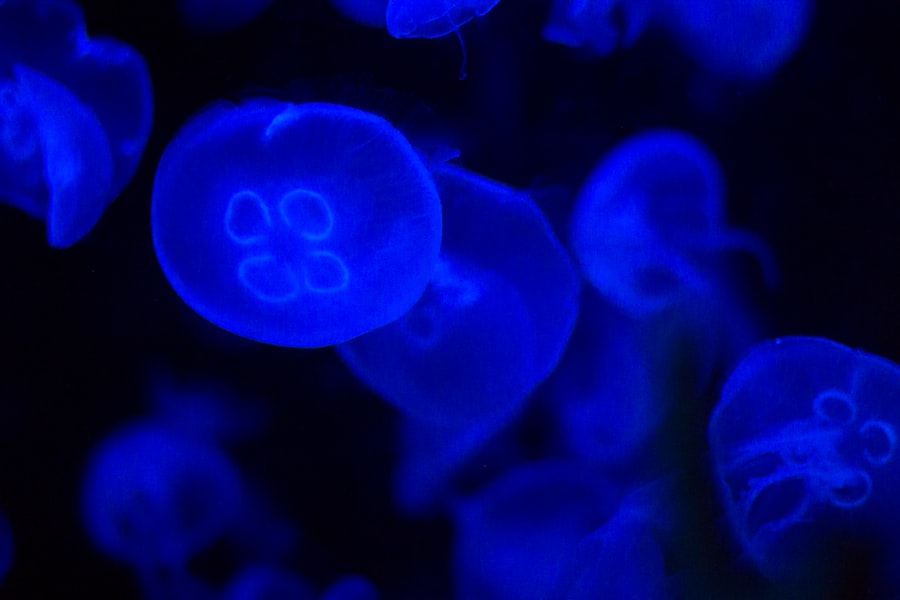 Photo bioluminescent wonders