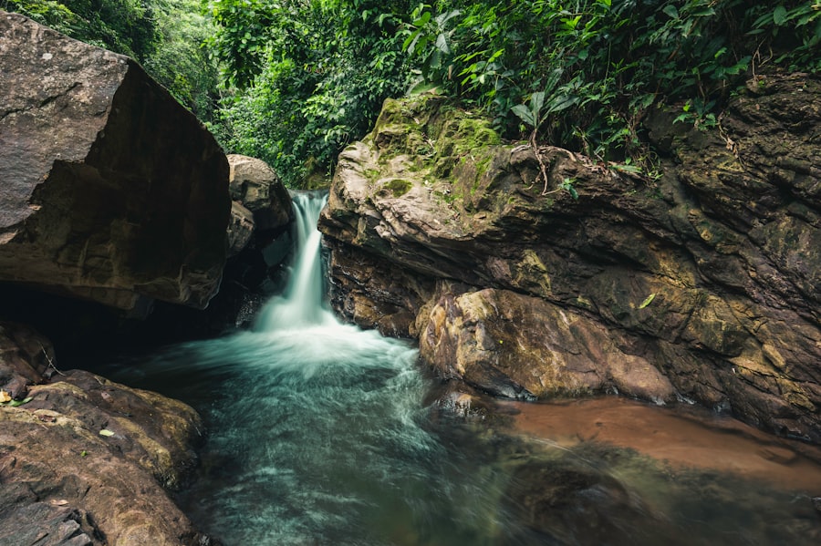 Photo Amazon rainforest
