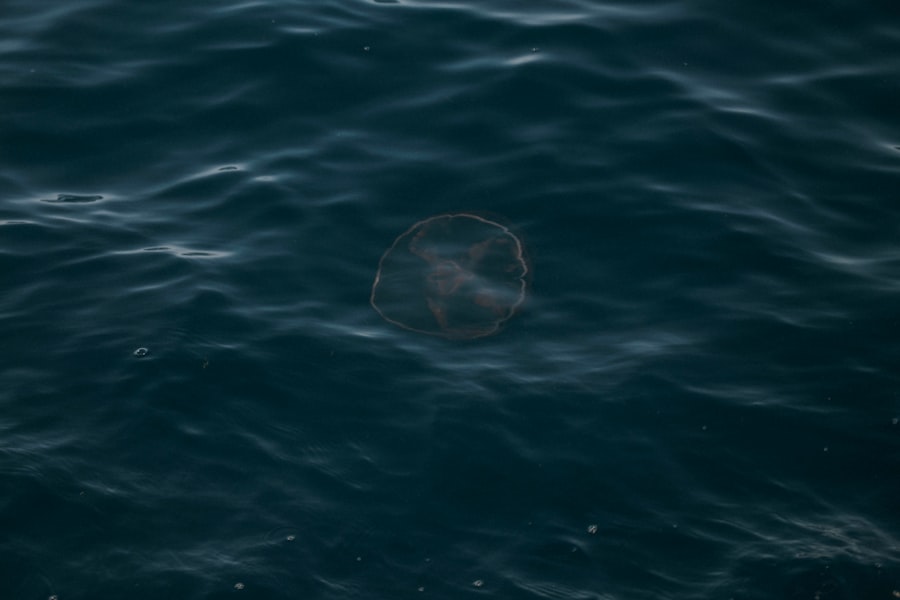 Photo lost at sea survival