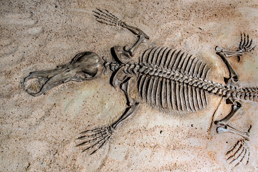 Photo human origins evidence