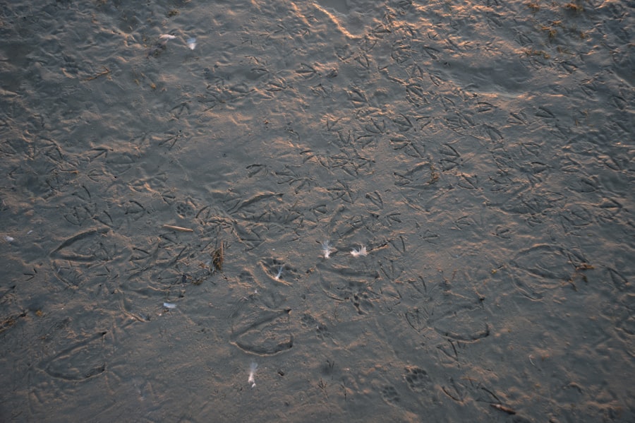 Photo mud flood signature