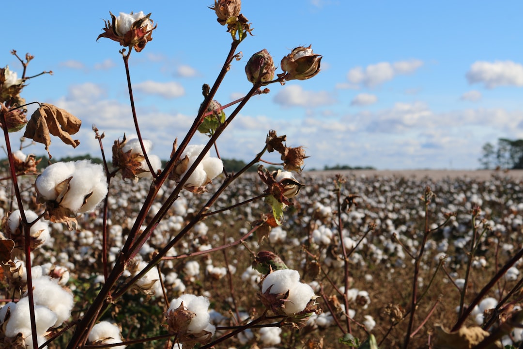 Photo cotton toxins