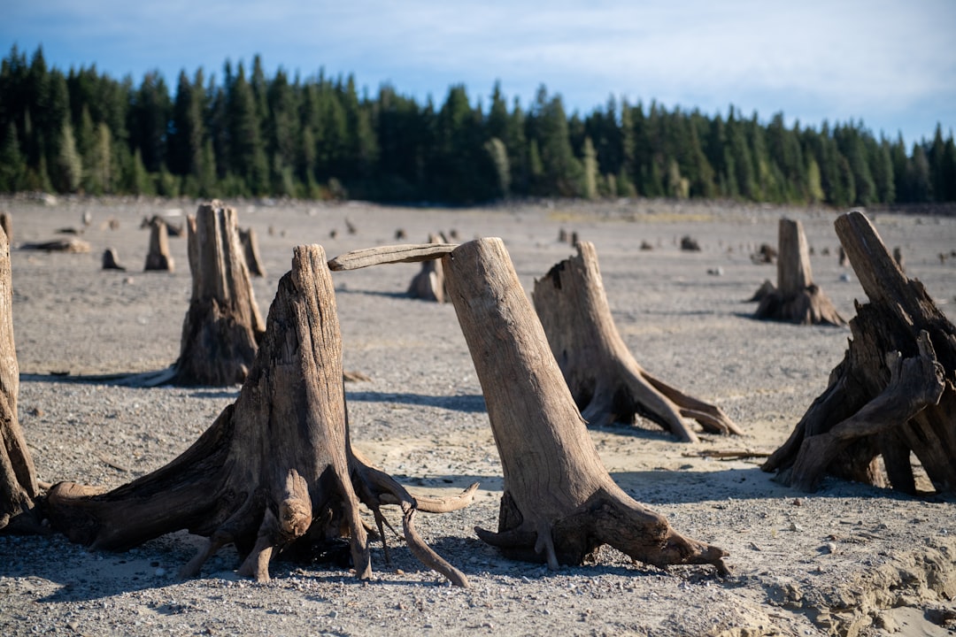 Photo driftwood bands