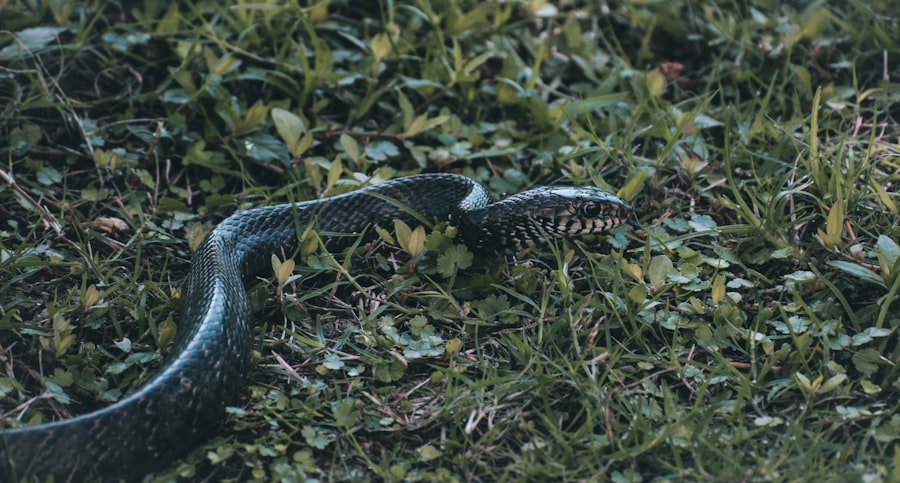 Photo rare earth tails