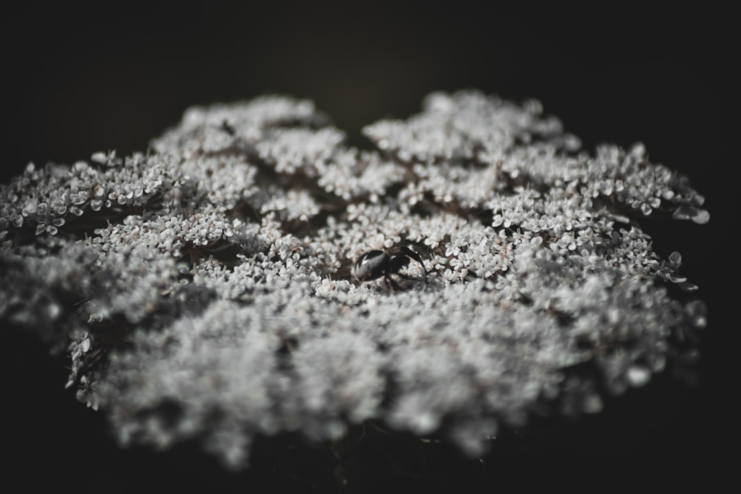 Photo lithium extraction