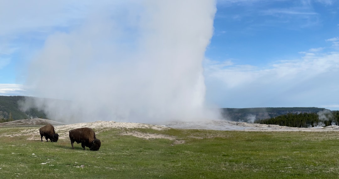 Photo Yellowstone forecast