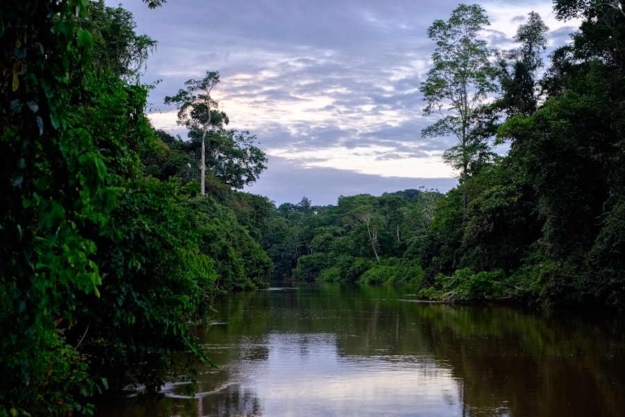 Photo Amazon rainforest