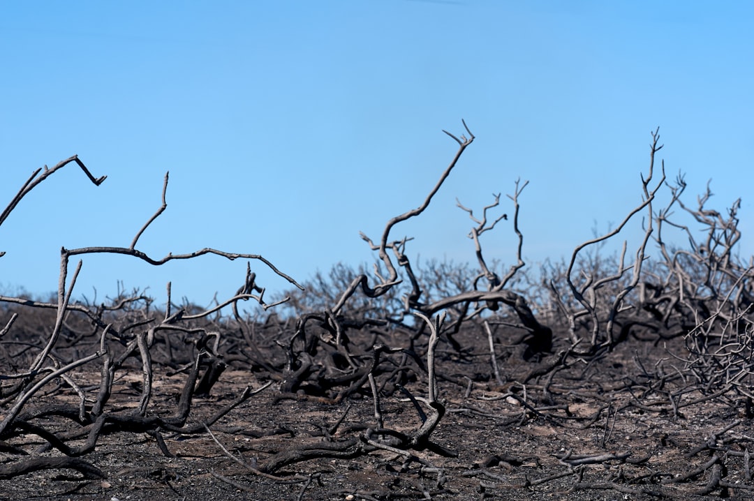 Photo climate collapse