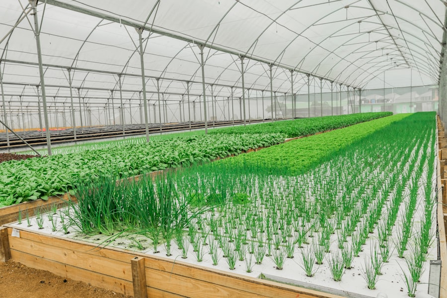 hydroponic farming