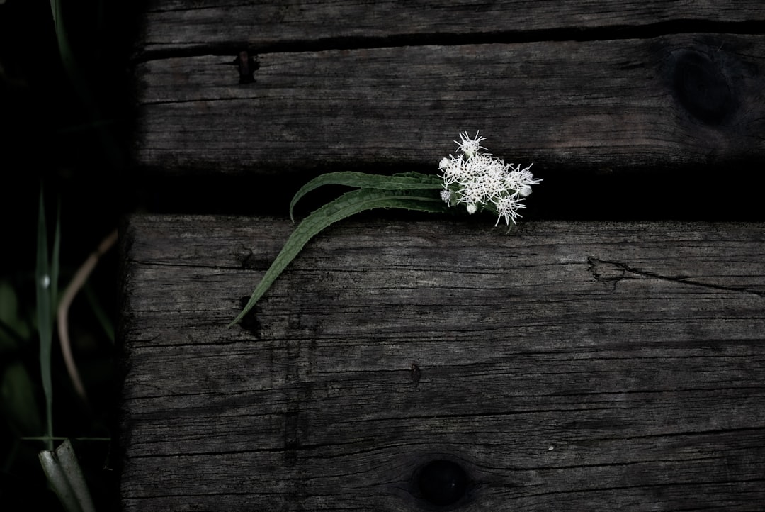 Photo resilience