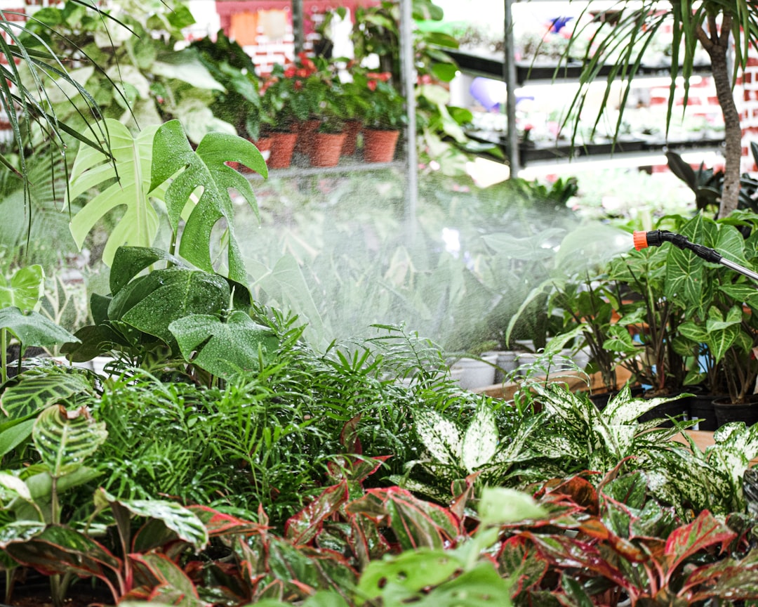 Photo hydroponic farming