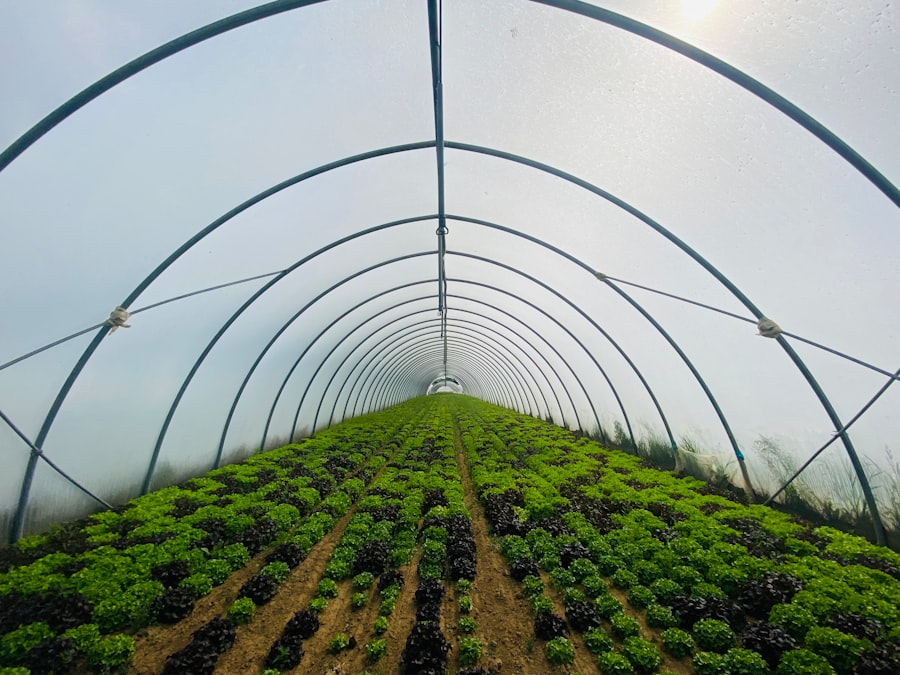Photo hydroponic farming