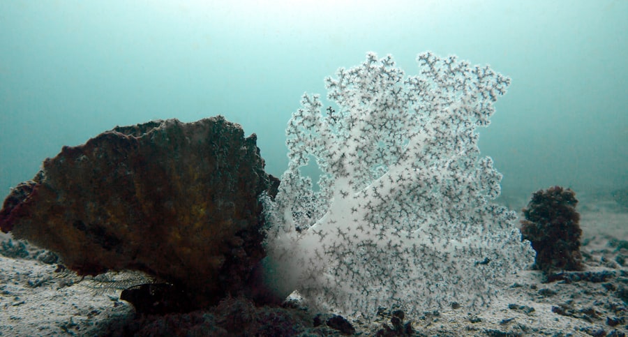 nuclear winter marine life