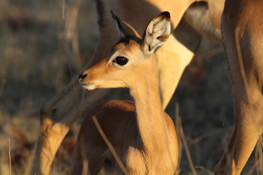 Photo chamberlain dingo baby